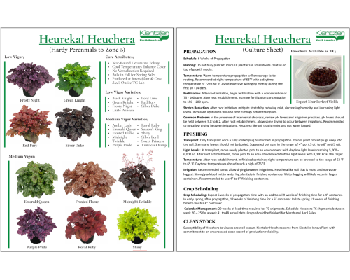Heureka! Heuchera