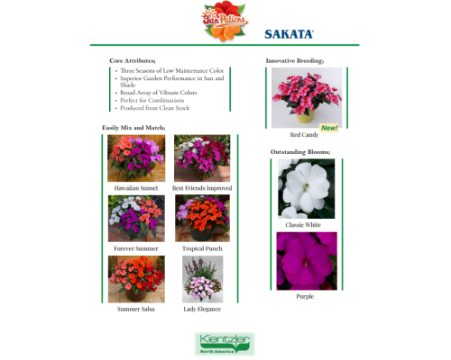 SunPatiens