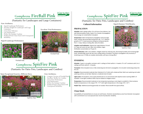 Gomphrena FireBall Pink
