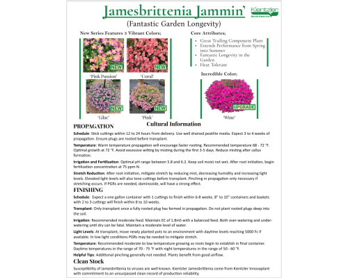 Jamesbrittenia Jammin’