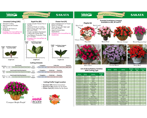 SunPatiens Guide