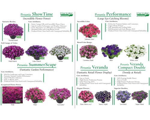 Petunia ShowTime