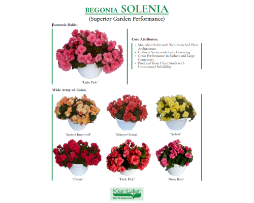 Begonia Solenia