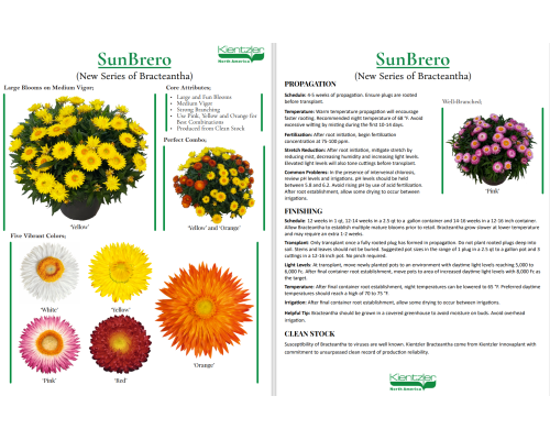 Bracteantha SunBrero Flyer