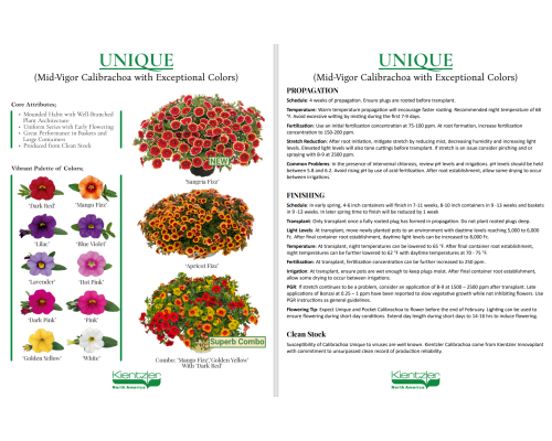 Calibrachoa Unique Flyer