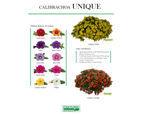 Calibrachoa Unique
