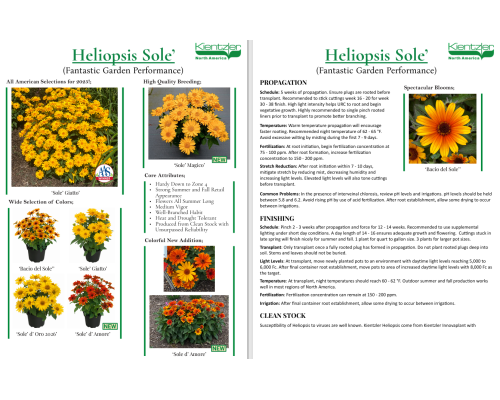 Heliopsis Sole ‘