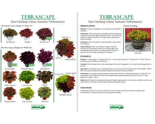 Coleus TerraScape Flyer