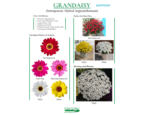 Argyranthemum Grandaisy