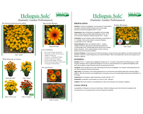 Heliopsis Sole ‘