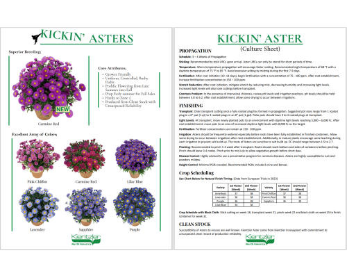 Kickin Aster Sales Flyer