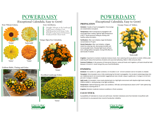 PowerDaisy Calendula Flyer