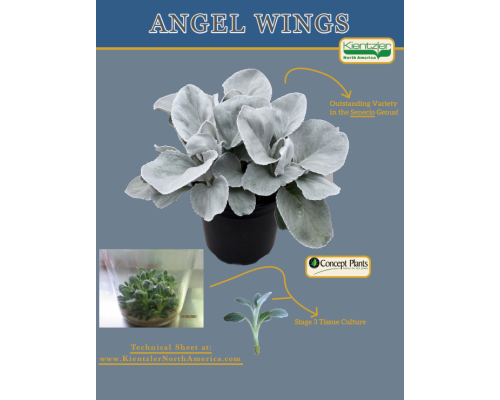 Angel Wings