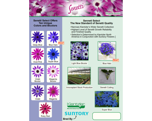 Senetti